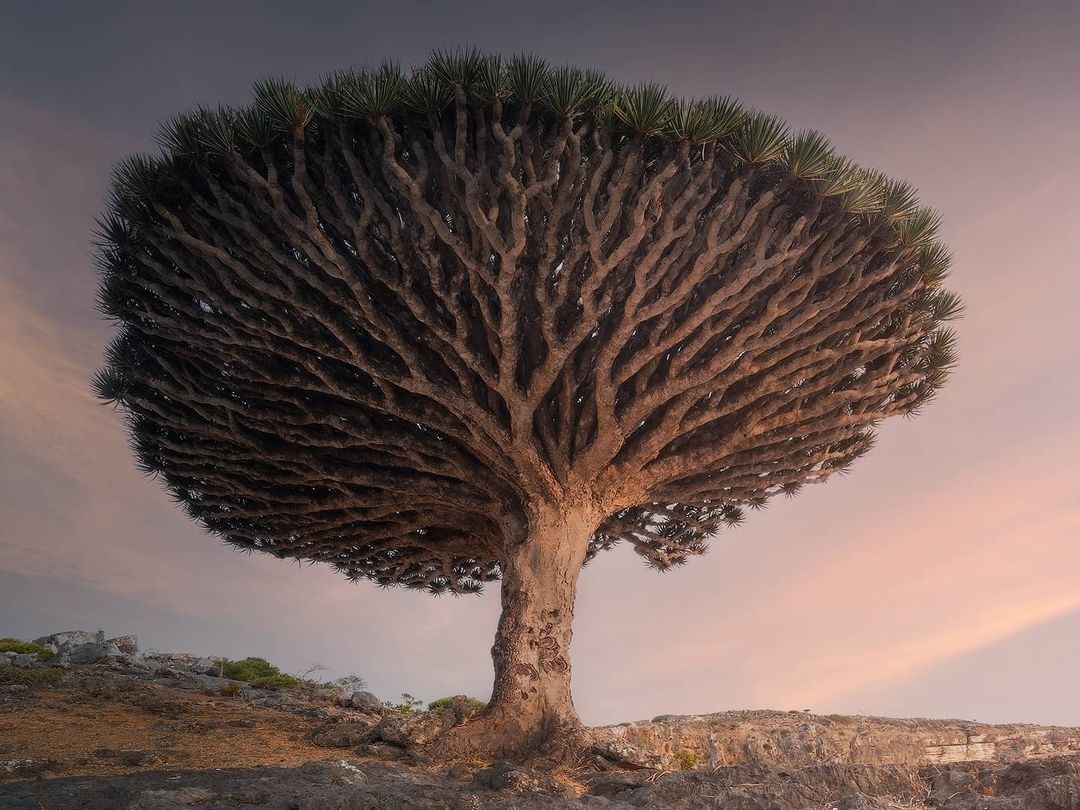 Socotra Island photographed by Daniel Kordan