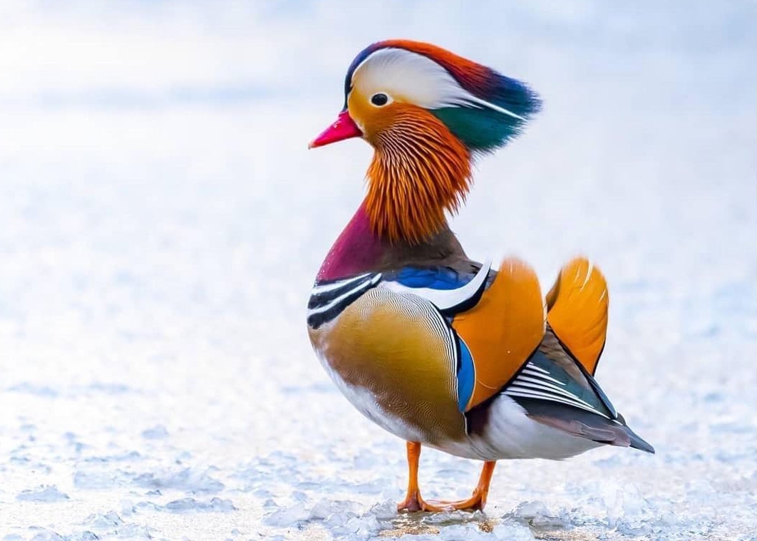 Mandarin duck by @eccentricwildlife