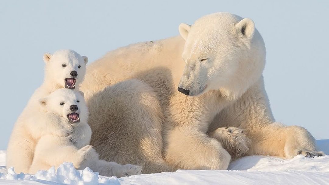 Polar Bears in Manitoba, Canada by @daisygilardini
