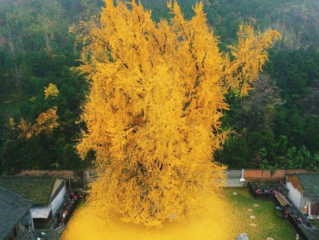 The golden tree of the Gu Guanyin by © Han Fei